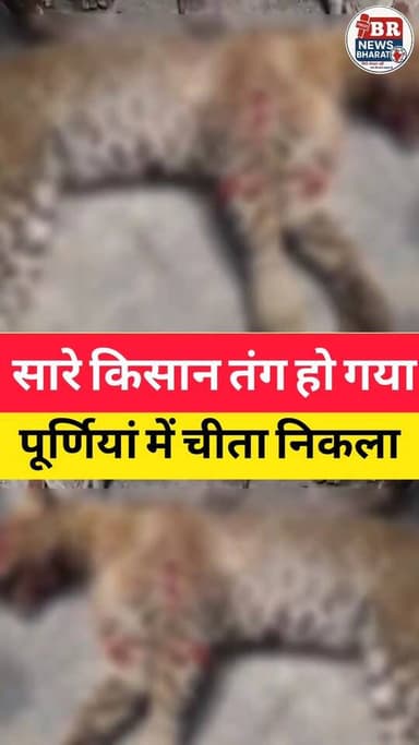 एक चीता सारे किस को परेशान कर डाला। #shortsviral #shortsreels #trendingreels #viralreelsシ #viralvideoシ