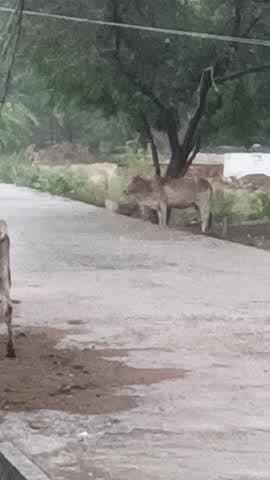 जौरा के शोभ राम के पुरा बारिस मे गौ मा भीग रही गौ सालाऔ मे सुविधा न होने के कारण