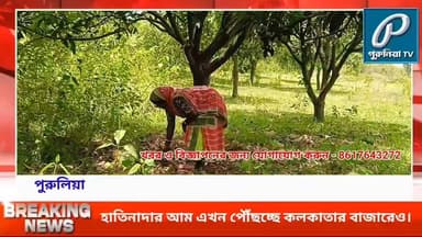 আম চাষ করে সাবলম্বীতার পথ দেখাচ্ছেন পাহাড়ের মহিলারা।
Follow and Subscribe Us-
Facebook : https://fb.com/PuruliaaTv
You...
