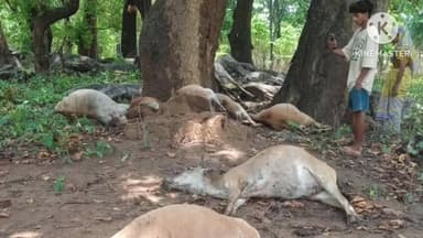 बानो: महाबुआंग ओलहान भंडारटोली में वज्रपात से नौ मवेशियों की मौत, गंझूटोली में जंगली हाथियों ने एक घर ढहाया
