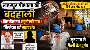 #Laharpur: अधिकारियों की नाक के नीचे गौशाला में अव्यवस्था, तीन दिन तक सड़ती रही गाय की लाश
#Laharpur #गौशाला #नगरपालिका...