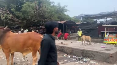 Shahbad Purani bazar kali mata mandir k thik piche bakre ki khale daal kar cale gaye h #
