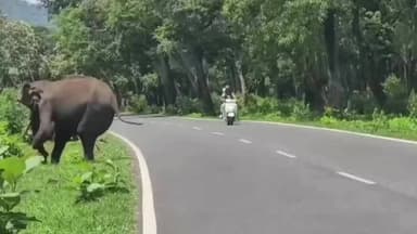 கூடலூர்: முதுமலை வனப்பகுதி சாலையில் இருசக்கர வாகனத்தை துரத்திய காட்டு யானை