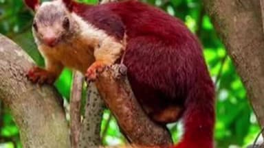 बलौदाबाज़ार: भारतीय गिलहरी यानी जायंट मालाबार स्क्विरल के दिखाई देने से वन विभाग और प्रकृति प्रेमियों में उत्साह