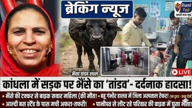 शामली:सड़क पर मौत बनकर दौड़ा भैंसा, एक महिला की गई जान, पति-पत्नी घायल#viral