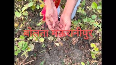 झांसी गुरसराय अचानक बारिश और ओलावृष्टि से किसानों पर टूटी आफत,गरौठा विधानसभा क्षेत्र में खेतों तक पहुंचे विधायक जवाहर रा...