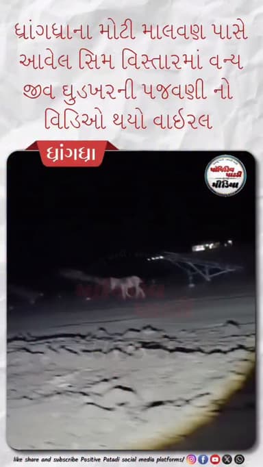 ધ્રાંગધ્રા તાલુકાના મોટી માલવણ પાસે આવેલ સિમ વિસ્તારમાં વન્ય જીવ ઘુડખરની પજવણી કરતો વિડિઓ થયો સોશિયલ મીડિયામાં વાઇરલ #po...
