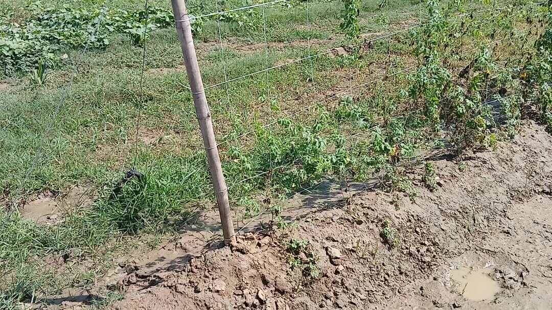 Galat davai likhi meri Fasal kharab kar di ankush name k ek Employee willowood company ka job karta h