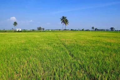 திருவண்ணாமலை: சொர்ணவாரி நெல் சாகுபடி தீவிரம் கோடை மழை கைகொடுக்கும் என விவசாயிகள் எதிர்பார்ப்பு