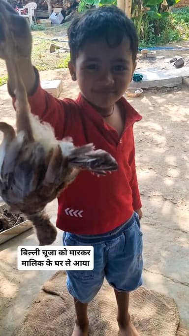 चीकू ने बिल्ली को ट्रेनिंग दिया है, दूसरों के घर से मुर्गी मारकर मालिक के घर लाता है 😀😀