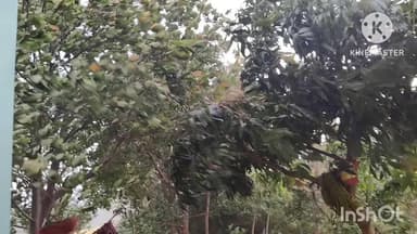 ଧର୍ମଗଡ: କାଳବୈଶାଖୀ ପ୍ରଭାବ, କଲମପୁର ବିଜମରା ମୁଖ୍ୟ ରାସ୍ତାର କୁଟୃ ଫାଣ୍ଡି ନିକଟରେ ଗଛ ପଡ଼ି ରାସ୍ତା ଅବରୋଧ, ଯାନ ବାହାନ ଚଳାଚଳ ବାଧାପ୍ରାପ୍ତ
