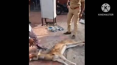 मुळशी: भुकूममध्ये अज्ञात वाहनाच्या धडकेने हरणाचा मृत्यू