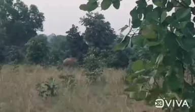 कुकड़ू: कुकडू प्रखंड क्षेत्र में जंगली हाथियों के झुंड का प्रवेश