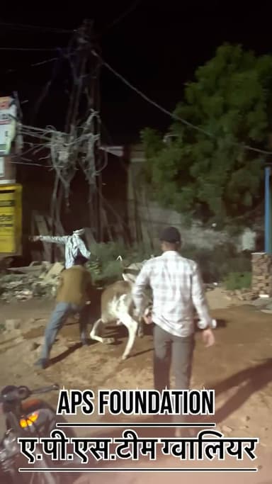 कुछ भी हो जाये सेवा ऐसेइ चलेगी दिन हो या रात ए.पी.एस टीम आप के साथ..!
Respect Girls help poor help animals
#apsgurjar #viral #gwalior