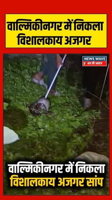 #बगहा के वाल्मिकीनगर में निकला विशालकाय अजगर सांप,वन कर्मियों के द्वारा घंटों मशक्कत के बाद किया गया रेस्क्यू
#NewsWa...