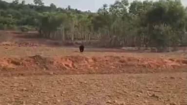 అల్లూరి జిల్లా ముంచంగిపుట్టు లో ఉపాధి కూలీల వద్దకు ఎలుగుబంటి