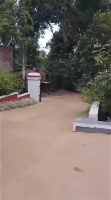 ವಾಲ್ನೂರಿನ ಮನೆ ಅಂಗಳದಲ್ಲಿ ಒಂಟಿ ಸಲಗ