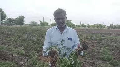 ಲಕ್ಷ್ಮೇಶ್ವರ: ಬೆಲೆ ಕುಸಿತ ಹಿನ್ನಲೆಯಲ್ಲಿ ಶಿಗ್ಲಿ ಗ್ರಾಮದಲ್ಲಿ ರೈತನಿಂದ ಮೆಣಸಿನಕಾಯಿ ಬೆಳೆ ನಾಶ