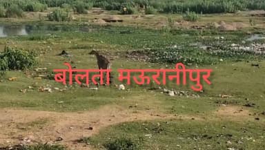 मऊरानीपुर सुखनई नदी में घायल अवस्था में नील गाय घूमती दिखी सूचना पर नगर पालिका कर्मचारी और पुलिस पहुंची लेकिन वो भाग गई