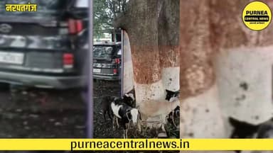 पूर्णिया का बकरी चोर गैंग नरपतगंज में धराया! ब्लैक होंडाई से करता था बकरियों की चोरी....
#PurneaNews #BakriChorGang #Na...