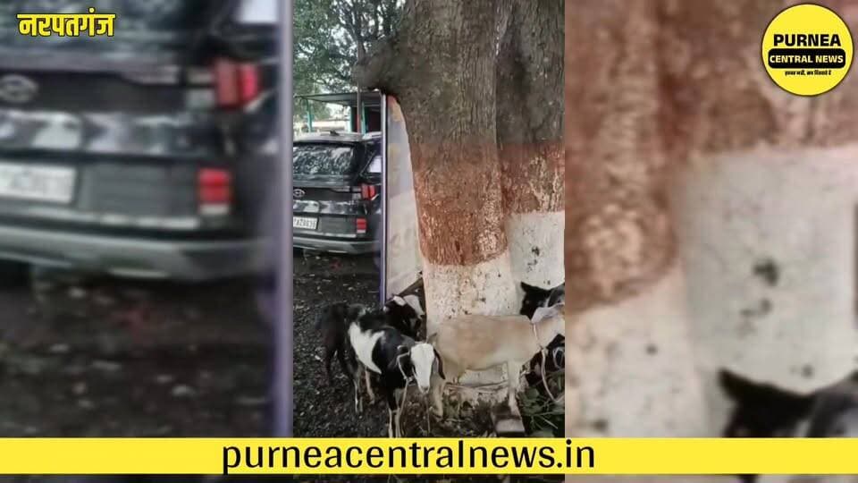 पूर्णिया का बकरी चोर गैंग नरपतगंज में धराया! ब्लैक होंडाई से करता था बकरियों की चोरी....
#PurneaNews #BakriChorGang #Na...