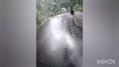 കോഴിക്കോട്: ശക്തമായ മഴയെത്തുടർന്ന് താമരശ്ശേരി ചുരത്തിൽ മരം വീണ് ഗതാഗതം തടസ്സപ്പെട്ടു, രണ്ടാം വളവിലാണ് മരം വീണത്