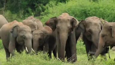 एटापल्ली: नगरी येथे रानटी हत्तींचा धुमाकूळ, शेतकऱ्यांचं मोठं नुकसान