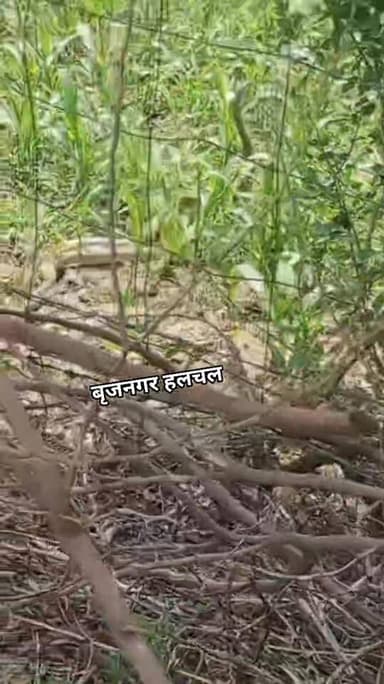 #अद्भुत_नजारा
#अठखेलिया_खेलते_नजर_आए_नाग_नागिन
#लोगो_ने_मोबाइल_में_कैद_की_वीडियो
#बृजनगर(डीग)_____
कस्बे के गांव ईशना...