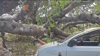 ತಿಪಟೂರು: ಕಾರಿನ ಮೇಲೆ ಬಿದ್ದ ಬೃಹತ್ ಮರ, ಕೂದಲೆಳೆ ಅಂತರದಲ್ಲಿ ಪಾರಾದ ನಿರಾಣಿ ಬೀಗರು
