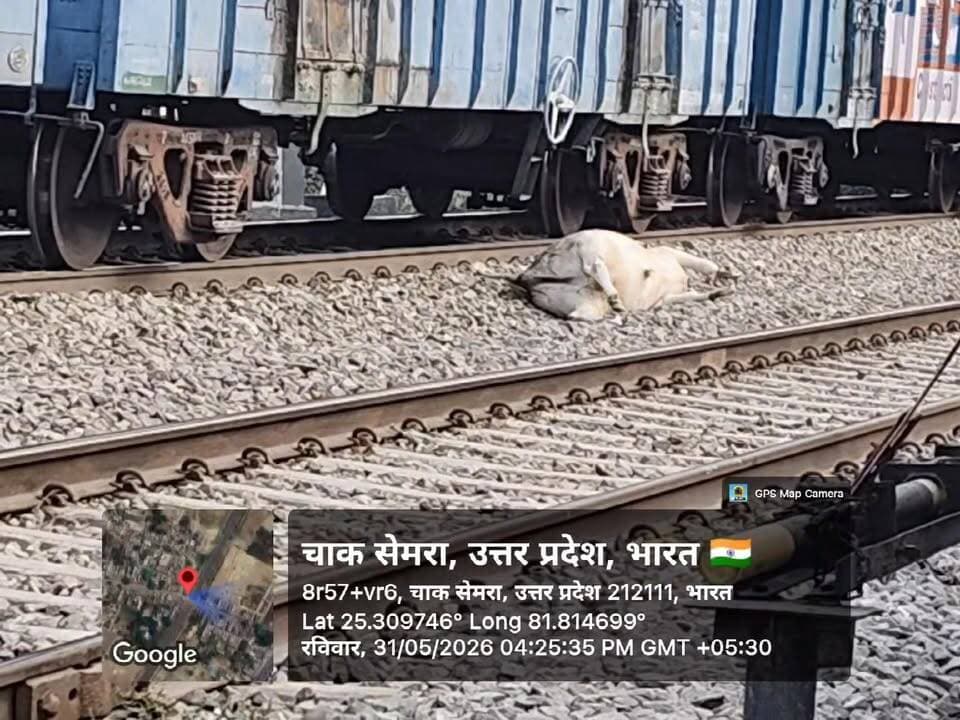 #घूरपुर रेलवे क्रॉसिंग के पास मृत गोवंश का शव पड़ा, कुत्ते नोचते रहे; जिम्मेदारों की लापरवाही पर उठे सवाल
प्रयागराज/घूर...