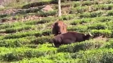 கோத்தகிரி: கோத்தகிரியில் காட்டெருமையை கண்டு பயந்து ஓடிய காட்டு யானை