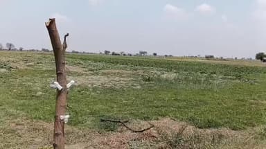 चरखारी: रिवई में करंट लगाकर गाय मारने का आरोप, बजरंग दल ने किया हंगामा, शव को ट्रैक्टर से घसीटा गया