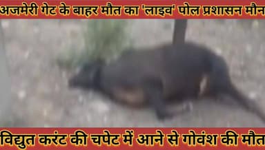 #अजमेरी_गेट_के_बाहर_मौत_का_लाइव_पोल_विद्युत_करंट_की #चपेट_में_आने_से_गोवंश_की_मौत_प्रशासन_मौन
#ajmeri #get #ke #babar #...