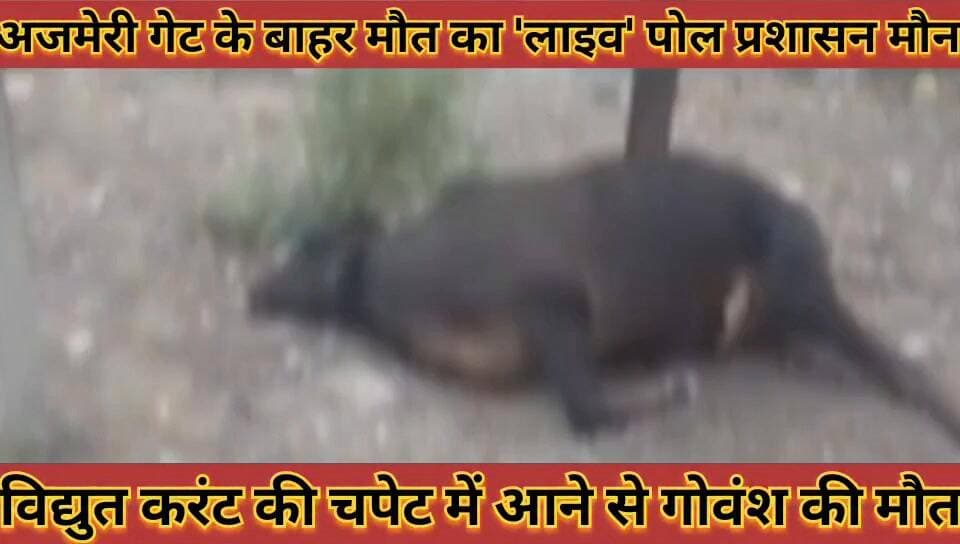 #अजमेरी_गेट_के_बाहर_मौत_का_लाइव_पोल_विद्युत_करंट_की #चपेट_में_आने_से_गोवंश_की_मौत_प्रशासन_मौन
#ajmeri #get #ke #babar #...