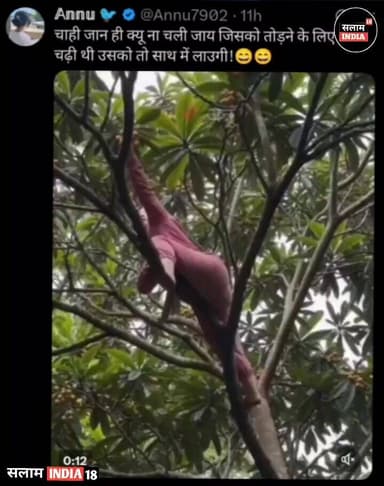 लड़की आम तोड़ने चढ़ी पेड़ पर और नीचे गिर गई #video #news #latestnews #salamindia18 #hindinews #breaking