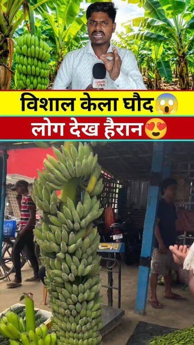 दुनिया का विशाल केला घौद #वायरल #new #live #reels #video #viral #tranding #india #KHABAR
