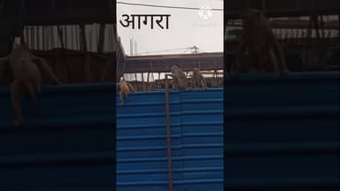 आगरा में बंदरों का खौफ: गरीब मरीजों की दवाइयां हुई बर्बाद! #viralshorts
