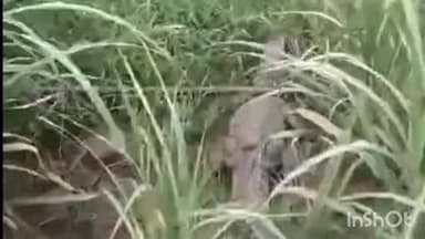 निघासन: अयोध्यापुरवा गांव में किसान के खेत में दिखा विशालकाय मगरमच्छ, किसान के उड़ गए होश, वन विभाग ने किया रेस्क्यू