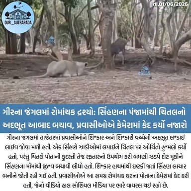 ગીરના જંગલમાં રોમાંચક દ્રશ્યો: સિંહણના પંજામાંથી ચિતલનો અદભૂત આબાદ બચાવ, પ્રવાસીઓએ કેમેરામાં કેદ કર્યો નજારો
#girsomnat...