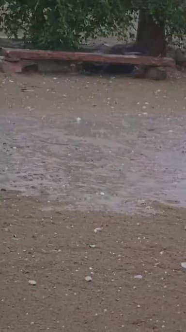 फलोदी के पीलवा में बारिश के साथ गिरे ओले
#peelwa #phalodi #rain