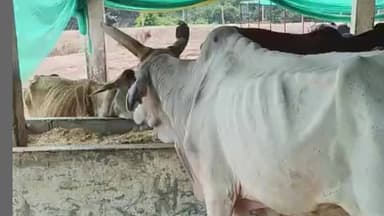 मिल्कीपुर: ग्राम पंचायत कुरावन में गोवंशों के नांद में मिला केवल सूखा भूसा