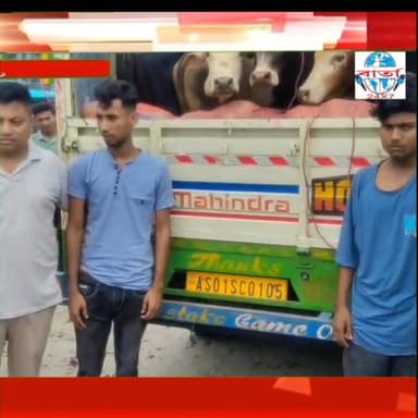 গৰু সৰবৰাহকাৰী সকলৰ আজব কায়দা। পাছলি ভৰ্তি বলেৰ বাহনত ১৩ টাকৈ গৰু উদ্বাৰ বিহালী আৰক্ষীৰ।
#public #friends #highlights #...