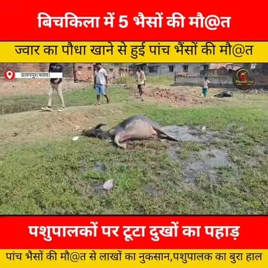 ज्वार का पौधा खाने से पांच भैंसों की मौ@त, पशुपालकों पर टूटा दुखों का पहाड़