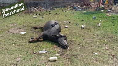 ज्वार की छोटी फसलें खाने से पाँच भैंसे की हुई मौ@त