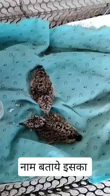 Name btaye iska #shortsviral