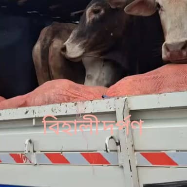 বিহালীত ৰঙালাও ৰ মাজত অবৈধ ভাৱে গৰু সৰবৰাহ কৰা বাহন সহ দুজনক আটক বিহালী আৰক্ষীৰ।✅✅✅#behalidarpan
