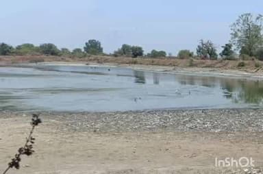 भद्रावती: लेंडाळा तलावातील हजारो मासे मृत्युमुखी : लाखोंचे नुकसान, शेकडो कुटुंबांच्या उदरनिर्वाहावर संकट