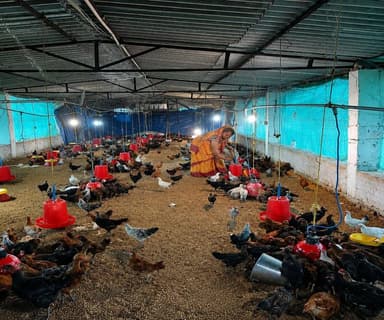 स्व-सहायता समूह से मिली आर्थिक सहायता के बल पर ग्राम राम्हेपुर की श्रीमती रानी यादव ने मुर्गी पालन व्यवसाय शुरू कर आत्मन...