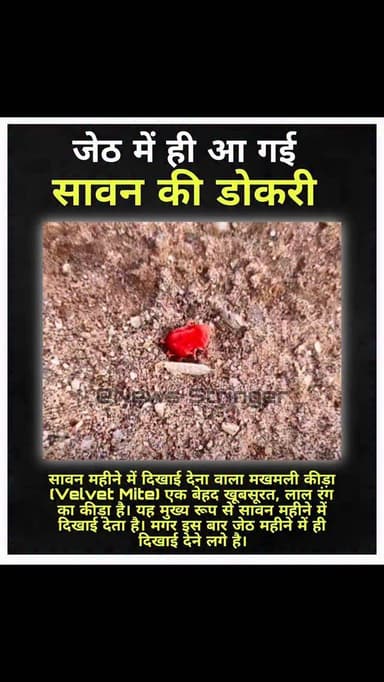 सावन की डोकरी का
जेठ महीने में ही
आगमन हो गया।
.
#bigod #bhilwara #rajasthan #news