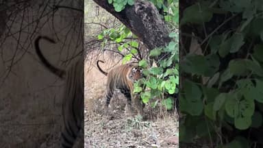 #wildlife